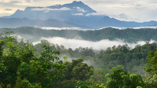 Deforestation Is a Death Sentence for Tropical Forest Animals